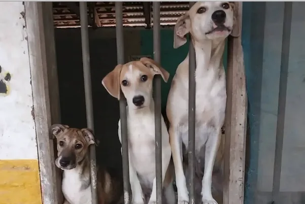 ante-crisis,-refugios-de-animales-piden-ayuda-al-presidente-paz