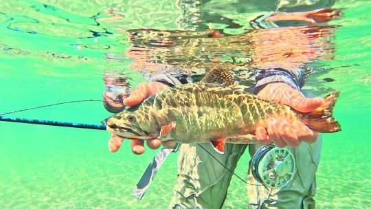 en-chubut,-la-plata-cotiza-muy-bien