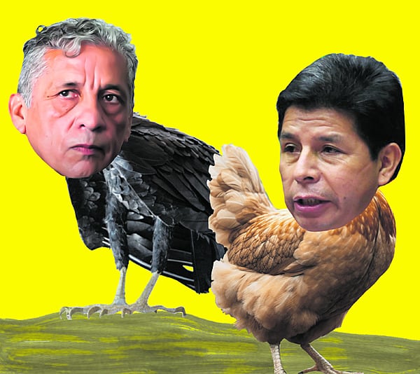 el-pollo-y-los-gallinazos