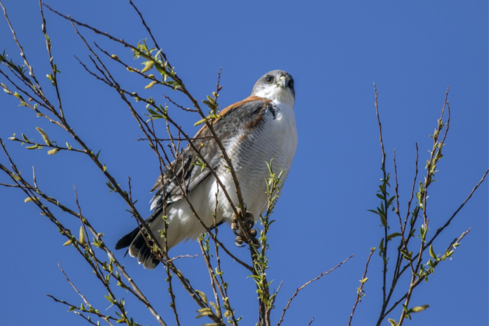 birding-in-argentina:-the-valdes-peninsula