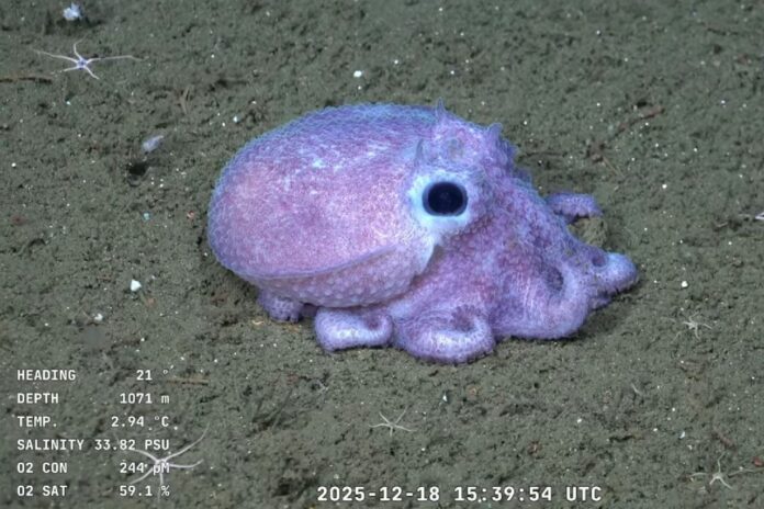 conicet-institute-behind-viral-deep-sea-streaming-takes-another-dive,-this-time-off-the-coast-of-patagonia