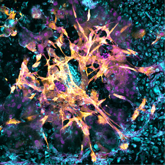 cientificos-implantan-un-embrion-en-un-endometrio-artificial