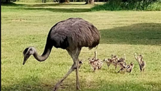 mira-las-crias-de-nandu-que-nacieron-en-una-reserva-natural-de-entre-rios