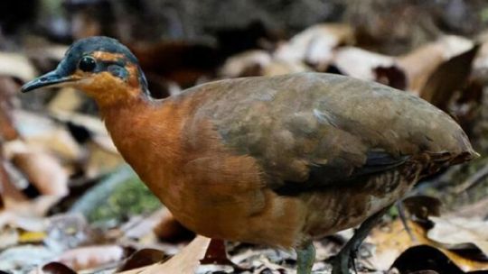 descubren-en-la-amazonia-una-nueva-especie-de-ave-que-habia-pasado-inadvertida-para-la-ciencia