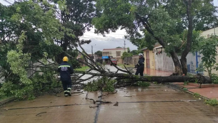 lluvias-en-la-capital-crucena-ocasionan-la-caida-de-arboles