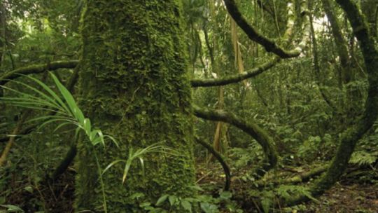 buscan-proteger-a-la-fauna-y-flora-de-la-selva-paranaense