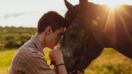buscan-hogares-para-mas-de-80-caballos-rescatados-del-abandono-y-el-maltrato-en-cordoba 