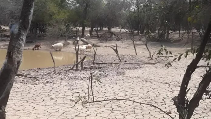 declaran-la-emergencia-y-desastre-agropecuario-en-neuquen-por-la-sequia