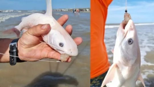 el-bagre-fantasma-de-la-patagonia:-un-hallazgo-unico-que-sorprendio-a-pescadores-y-cientificos
