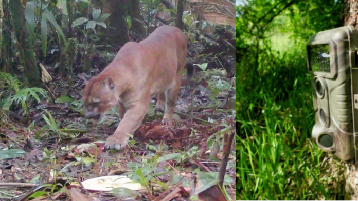 los-pumas-repoblaron-los-farallones-de-cali:-avistamientos-con-camaras-trampa-revelan-detalles-sorprendentes