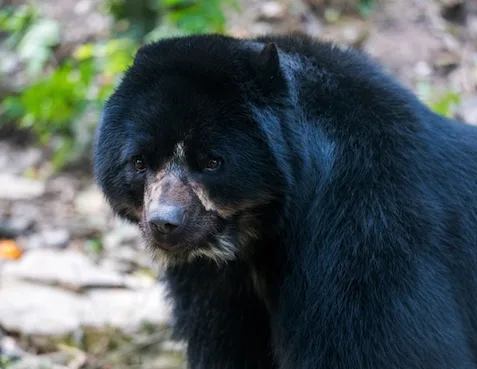 la-paz:-bloqueo-afecta-suministro-de-alimentacion-a-animales-rescatados