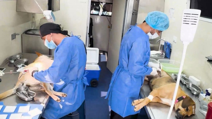 veterinario-online-y-una-red-que-salva-vidas:-el-valle-le-apuesta-a-una-proteccion-animal-con-leyes,-ciencia,-educacion-y-sostenibilidad-economica