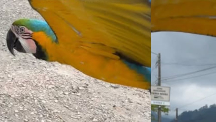 ‘lupita-la-famosa’,-la-guacamaya-viral-fue-victima-de-intento-de-rapto:-perdio-varias-de-sus-plumas
