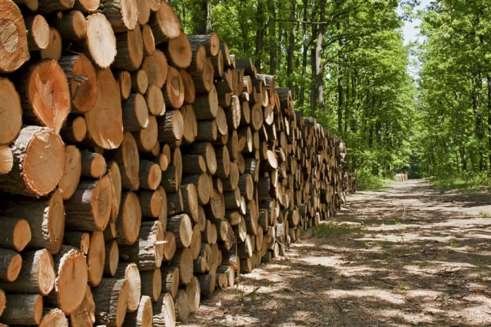 las-exportaciones-forestales-record-de-paraguay-senalan-un-cambio-de-materias-primas-a-industria