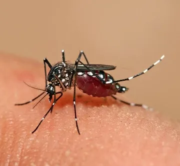suben-los-casos-de-chikungunya-en-el-departamento-cruceno