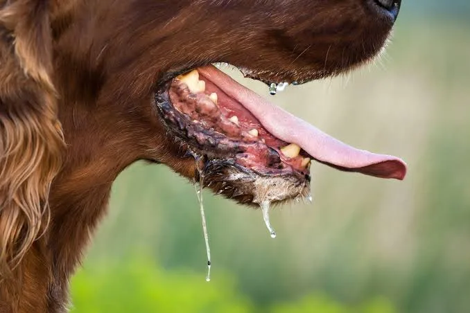 alcaldia-crucena-reporta-un-caso-de-rabia-canina