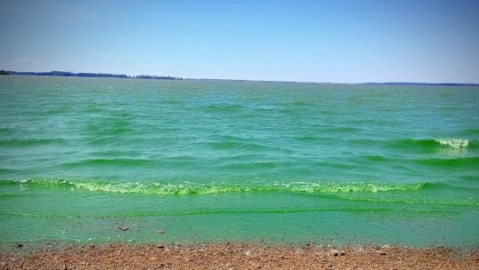 4-lagunas-bonaerenses-en-alerta-roja-por-cianobacterias 