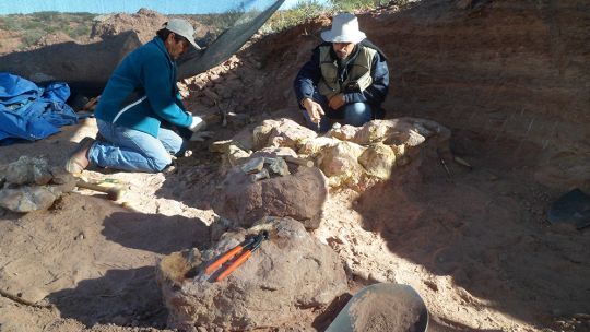 cientificos-identifican-nueva-especie-de-titanosaurio-en-la-patagonia