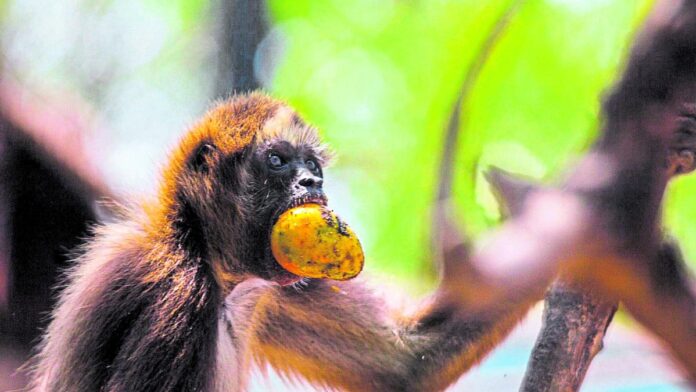 ¿que-falta-para-que-sea-una-realidad?-los-detalles-restantes-del-proyecto-para-reubicar-el-zoologico-de-barranquilla-hacia-la-cienaga-de-mallorquin.