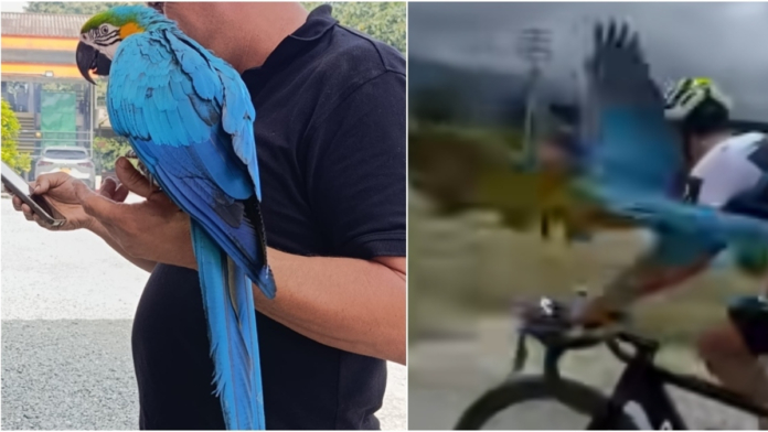 tras-denuncias-de-intento-de-hurto,-protestas-y-alertas-por-trafico-de-fauna-silvestre,-la-guacamaya-‘lupita’-esta-en-custodia-ambiental-en-el-quindio.