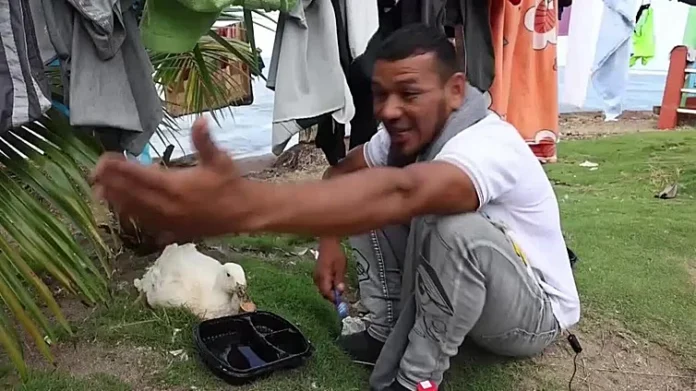 filomena,-el-pato-que-acompana-a-un-migrante-en-su-ruta-de-regreso-hasta-venezuela