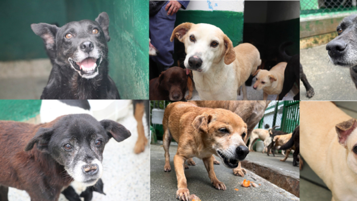 de-la-calle-a-un-hogar:-medellin-busca-que-ningun-animal-‘viejito’-de-la-perla-se-quede-atras