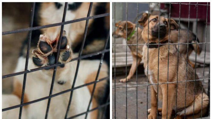 alerta-por-envenenamiento-masivo-de-mascotas-en-montenegro,-quindio