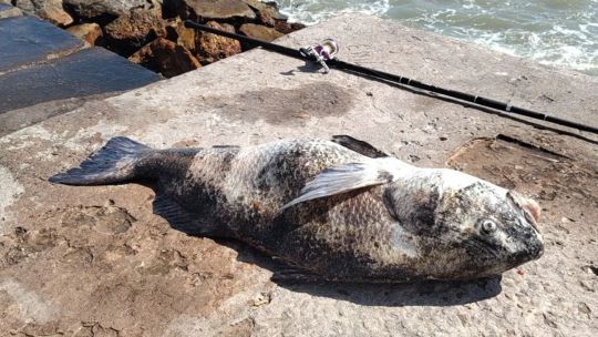 la-corvina-de-su-vida:-un-marplatense-saco-un-ejemplar-enorme-y-se-lo-dedico-a-su-padre