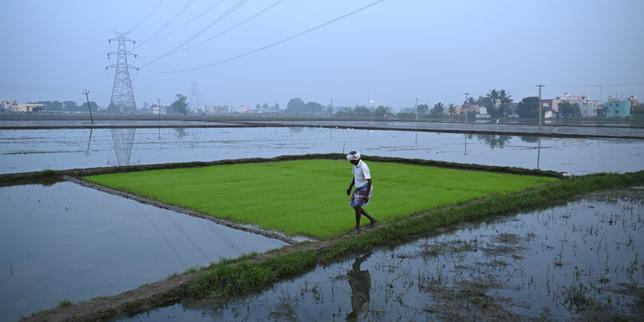 acuerdo-comercial-india-ue-:-le-secteur-agricole,-point-ultra-sensible-dans-les-negociations