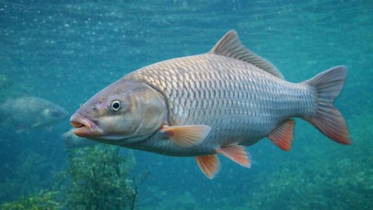 secuestros,-decomisos-e-infracciones:-el-mapa-de-la-pesca-furtiva-en-la-argentina