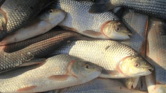 mas-sabalo,-mismas-vedas:-entre-rios-actualizo-las-reglas-de-pesca-en-el-parana