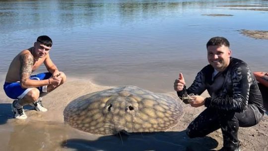una-lucha-epica-en-kayak:-asi-fue-la-captura-de-una-enorme-raya-en-el-arroyo-feliciano