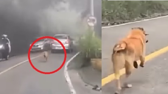 en-video:-perrito-corre-varios-kilometros-detras-de-carro-en-el-que-estaria-su-dueno-en-los-santos,-denuncian-abandono-y-buscan-a-sus-cuidadores