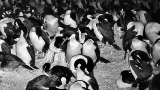 ¿como-ver-el-streaming-del-conicet-que-muestra-a-los-pinguinos-de-la-patagonia-como-nunca-antes?