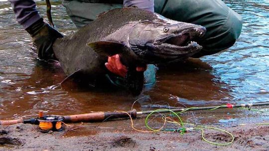 del-sur-al-norte:-la-expansion-del-salmon-chinook-amenaza-reconfigurar-la-pesca-patagonica