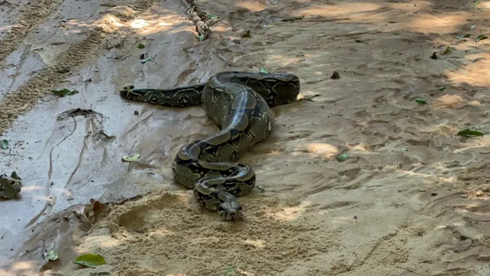 rescatan-y-reubican-una-boa-hallada-en-un-domicilio-del-norte-cruceno