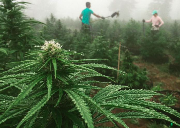 el-mundo-esta-retrocediendo-en-el-consumo-de-cannabis.-brasil-acaba-de-duplicar-su-apuesta