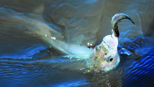 el-pejerrey-bonaerense,-entre-la-pesca-deportiva-y-el-desafio-de-una-acuicultura-sustentable