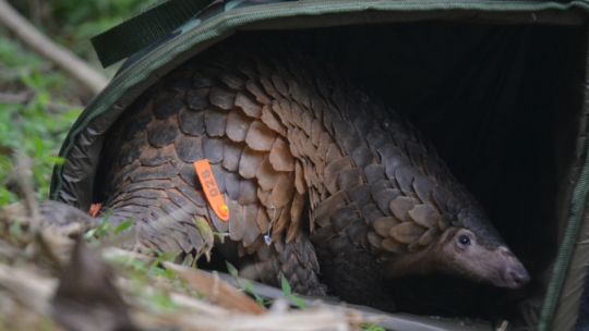 liberan-a-17-animales-rescatados-del-trafico-ilegal-en-dos-parques-nacionales-de-vietnam