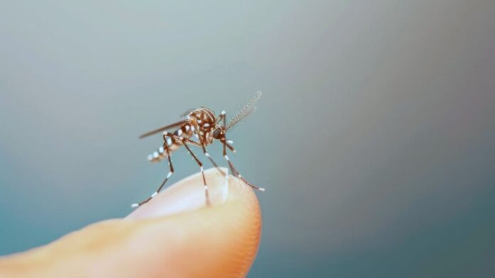 por-que-los-mosquitos-pican-mas-a-algunas-personas-y-cual-es-el-mejor-repelente-en-verano
