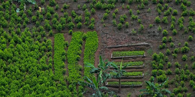 colombia-denuncia-las-expansiones-de-glifosato-para-combatir-la-produccion-de-coca