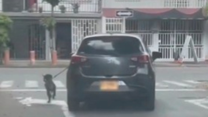 puso-a-correr-un-perro-desde-un-carro:-autoridades-investigan-presunto-caso-de-maltrato-en-el-norte-de-cali