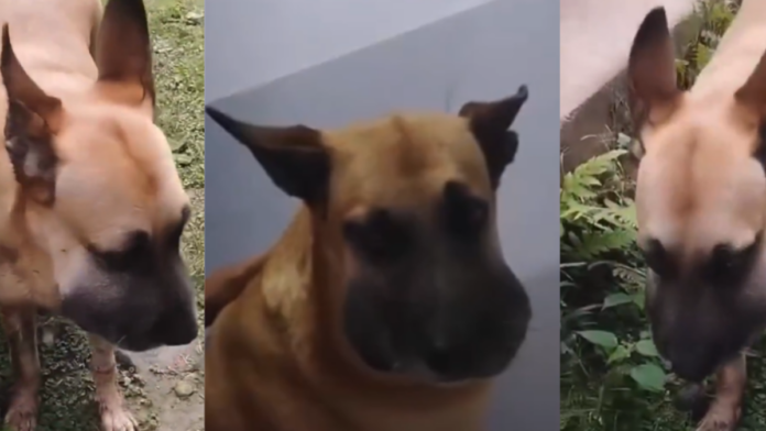 perrito-mordido-por-serpiente-en-ibague-logro-recibir-atencion-veterinaria-tras-urgente-ciudadano-llamado-en-redes-sociales