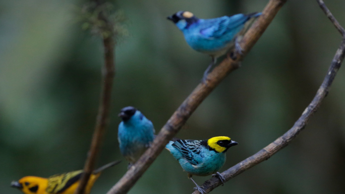 cali-disfruto-colombia-birdfair-2026,-vitrina-internacional-del-turismo-de-naturaleza-con-delegaciones-de-eeuu-uu.,-nicaragua,-entre-otros-paises