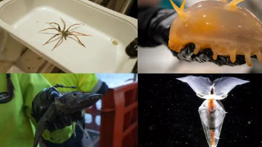 encuentran-criaturas-marinas-ineditas-en-la-profundidad-de-la-antartida
