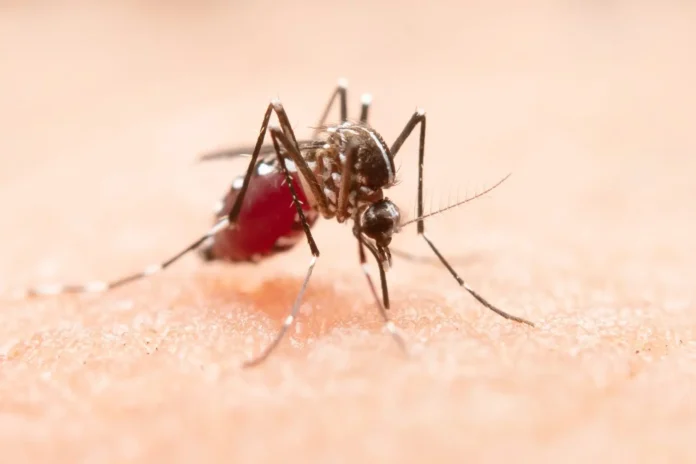 un-30%-del-personal-de-salud-esta-afectado-por-la-chikungunya