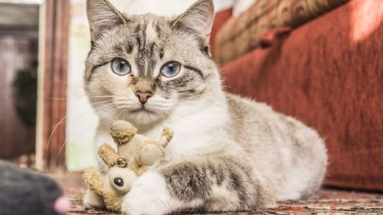 5-maneras-de-celebrar-el-dia-internacional-del-gato