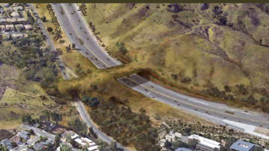 asi-sera-el-puente-exclusivo-para-animales-que-construyen-en-california