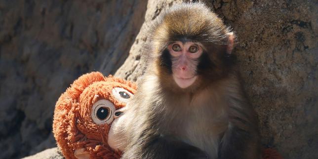 le-cas-de-punch,-le-bebe-macaque-star-des-reseaux-sociaux,-ilustra-la-cruaute-des-zoos,-denuncia-la-asociacion-peta