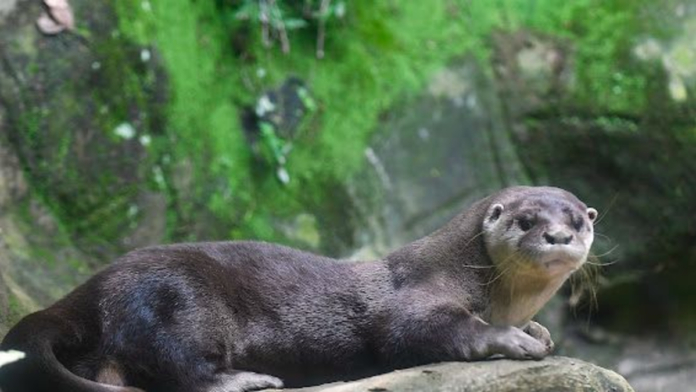 una-nutria-rescatada-en-cali-no-volvera-a-la-vida-silvestre-por-secuelas-irreversibles-de-la-tenencia-ilegal.